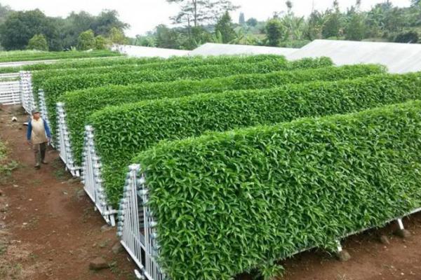 Para ‘Petani’ di Lahan Sempit