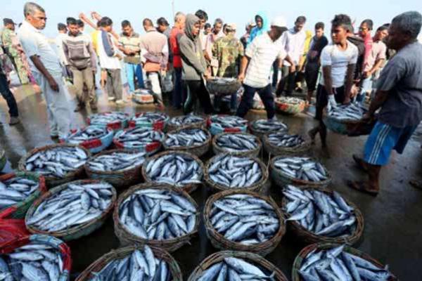 2017, Ekspor Ikan dari NTT Capai 698 Ton