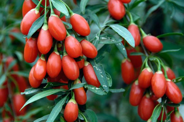 10 Manfaat Goji Berry Bagi Kesehatan