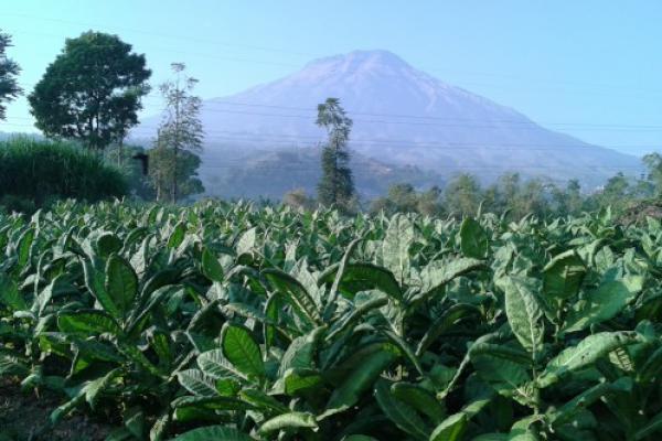 Petani Tembakau Kompak Tolak Kenaikan Cukai Tahun Depan