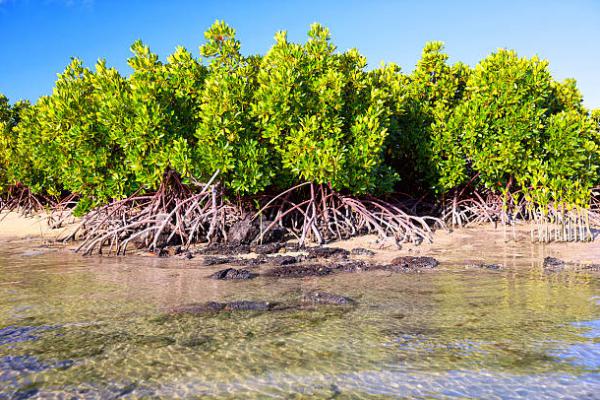 82.500 Bibit Mangrove Ditanam di Pesisir Aceh Jaya