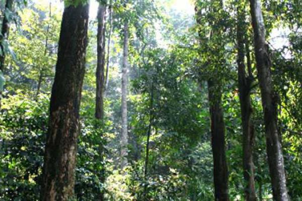 Sumbar Pilih Tiga Wilayah ini Jadi Lokasi Hutan adat