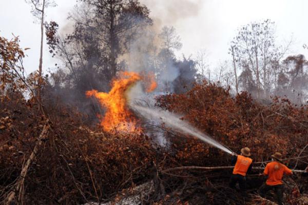 Asap Kebakaran Lahan dan Hutan Mulai Cemari Langit Riau