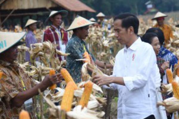 Presiden Jokowi Imbau Kepala Daerah Tidak Buat Aturan yang Menghalangi Investasi