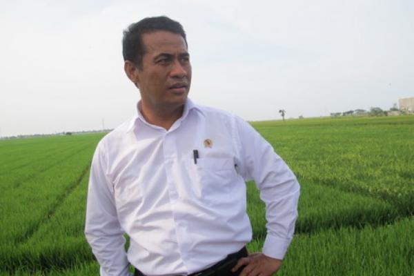 Tekan Impor, Mentan Targetkan Produksi Gabah di Jabar 11 Juta Ton