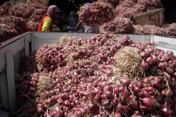 Petani Bawang Merah Ungkap Alasan Enggan Menanam, Karena Rugi