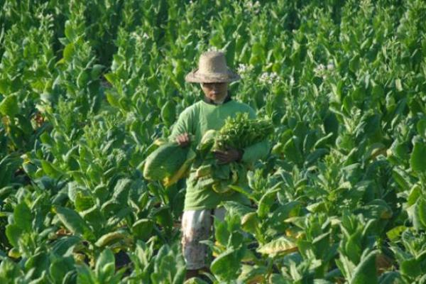 Nilai Tukar Petani Turun Dibanding April