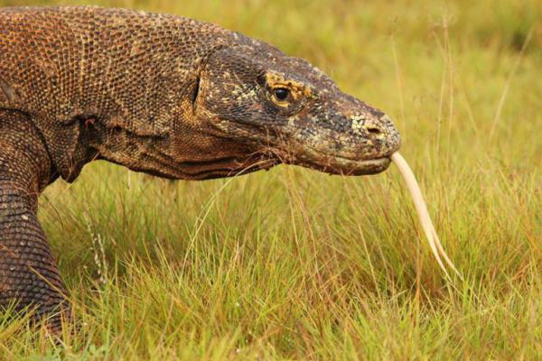 PUPR Pastikan Hati-hati Menata Pulau Rinca Demi Lindungi Komodo