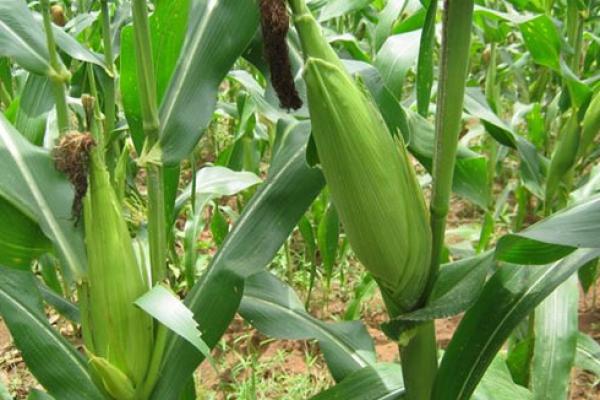 Permintaan Jagung Nasional Masih Surut