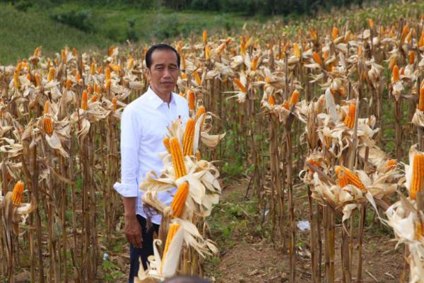Presiden Jokowi Panen Jagung 1.392 Ha di Gorontalo