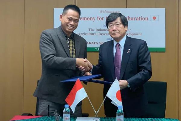 Ekspor Bibit Hibrida Bawang Merah ke Jepang, Indonesia Raup Royalti Rp 5 M