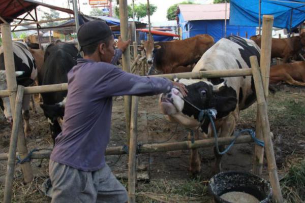 Pemerintah Keluarkan SE Pemotongan Hewan Kurban Saat Pandemi, Simak Sederet Aturannya!