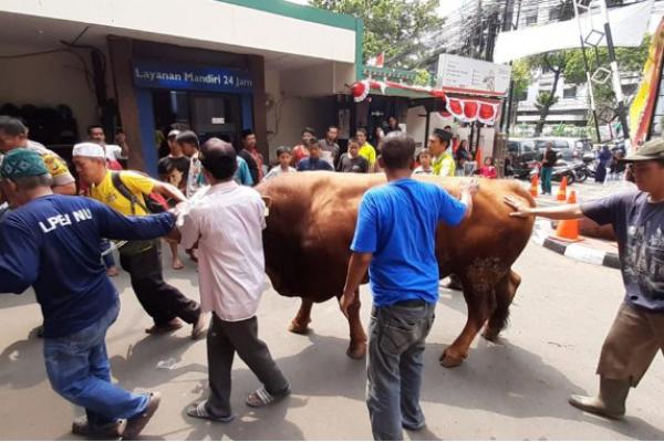 PBNU Distribusikan Hewan Kurban ke Dalam Hingga Luar Negeri