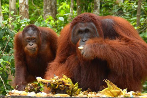 Tak Hanya Manusia, Orangutan Borneo Juga Terserang ISPA