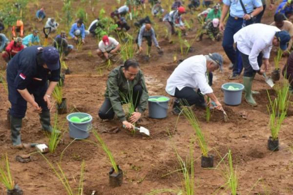 Cegah Longsor, Jokowi Tanam Rumput Vetiver di Bogor