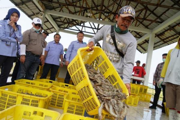 Penggunaan Probiotik Efektif Tanggulangi Penyakit Budidaya Ikan