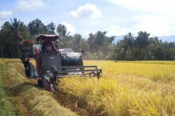 Produksi Padi Purwakarta Bakal Surplus 12 Ribu Ton