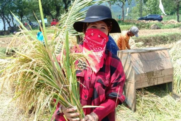 Luluk Nur Hamidah Hadiri Panen Raya Padi Organik Di Wonogiri