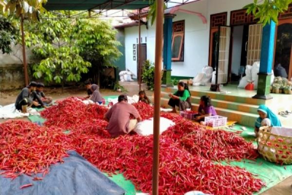 Buah Sayur Daerah Kaki Gunung Rinjani Ramai Diminati