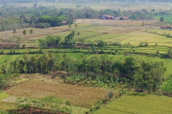 Respon KPA Terhadap Defisit Pangan dan Rencana Cetak Sawah Baru