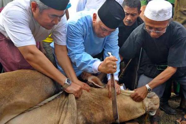 Jumlah Pemotongan Sapi Berkurang, PAD Sulut Menurun