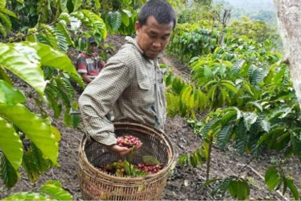 Indonesia Bertekad Bantu Petani Kopi di Tengah Pandemi