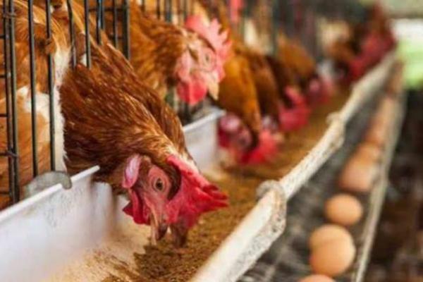 Kementan: Impor Bibit Induk Ayam Sudah Sesuai Alokasi