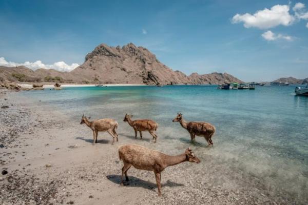 Mulai 6 Juli 2020, Taman Nasional Komodo Terapkan Sistem Registrasi Online