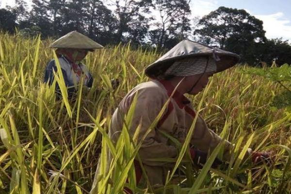 Harga Gabah Petani di Bulan Juli Turun