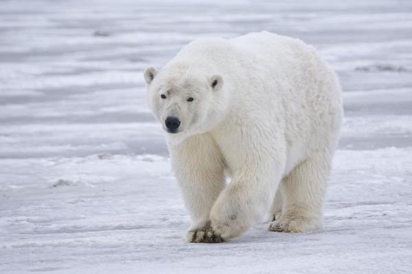 Es di Kutub Utara Makin Mencair, Beruang Kutub Terancam Punah