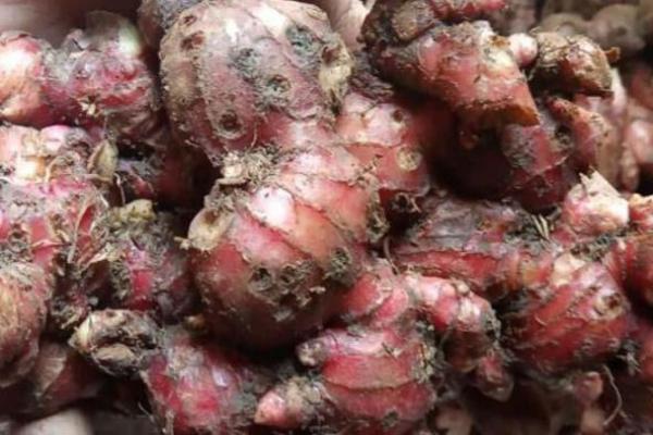 Meluruskan Khasiat Jahe Merah yang Disebut–sebut Dapat Sembuhkan Pasien Corona