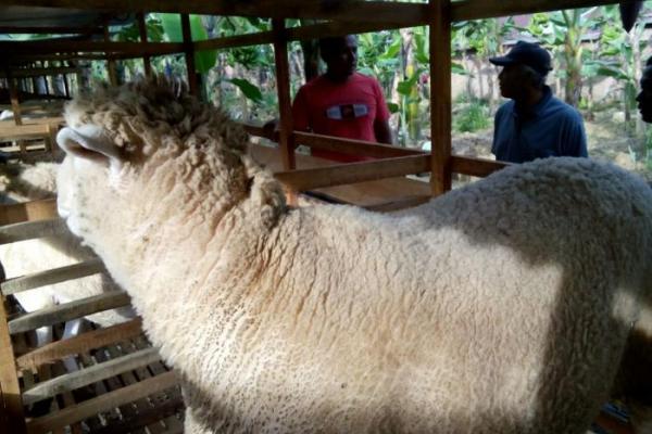 Ekspor Domba Sumut ke Malaysia Meningkat