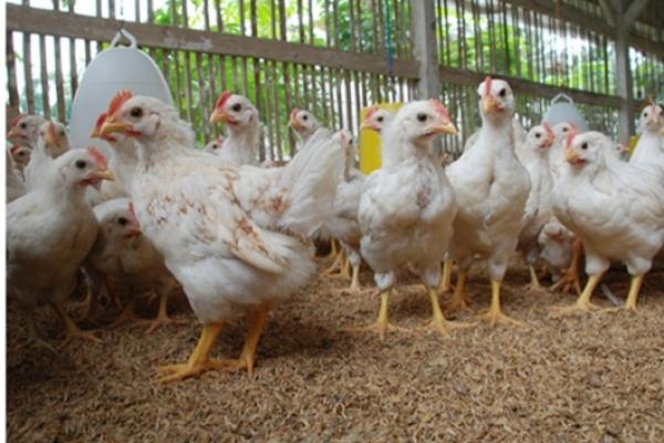 Harga Ayam di Tingkat Peternak Terus Menurun Karena Oversupply