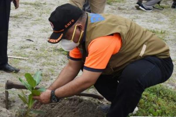 BNPB dan Pemkot Pariaman Tanam 1.000 Pohon Pinago di Pesisir Pantai