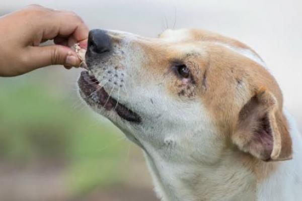 Kementan: Indonesia Hadapi Tantangan Kendalikan Rabies