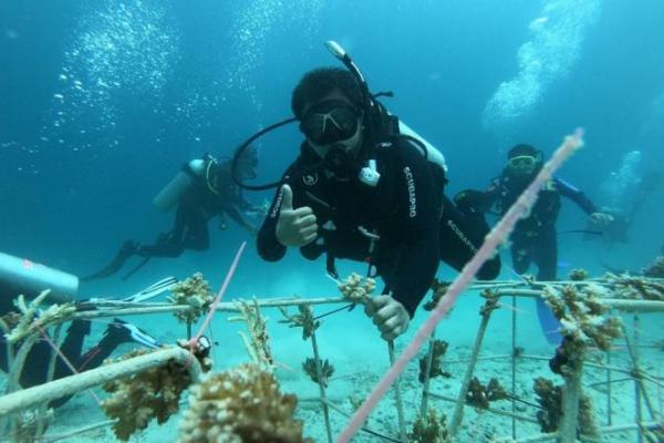 KKP Tanam Terumbu Karang Seluas 50 Hektare di Perairan Bali