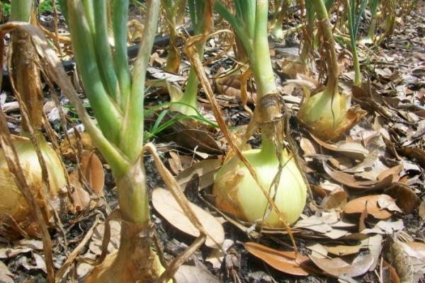 Fakta Tanaman Bawang Bombay yang Tumbuh Subur di Majalengka