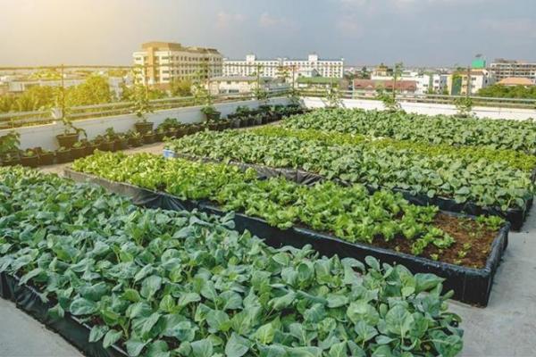 Urban Farming Jadi Solusi Ketahanan Pangan Saat Pandemi