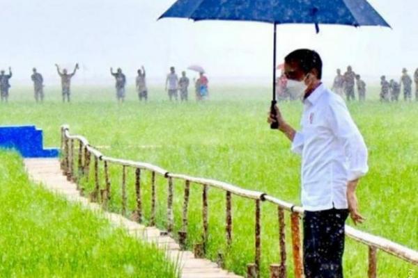 Jokowi Tinjau Food Estate di NTT, Lumbung Pangan Baru Indonesia Timur