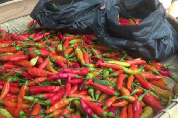 Harga Cabe Rawit Berangsur Turun di Wilayah Jatim