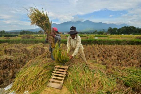 Kementan Lakukan Penyerapan Gabah Petani