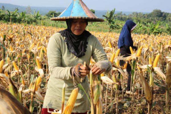 Penyebab Tingginya Harga Jagung Pakan di Kalangan Peternak