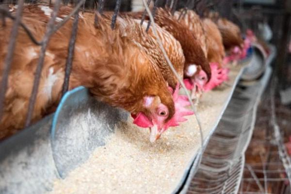 Lonjakan Harga Jagung Bebani Peternak