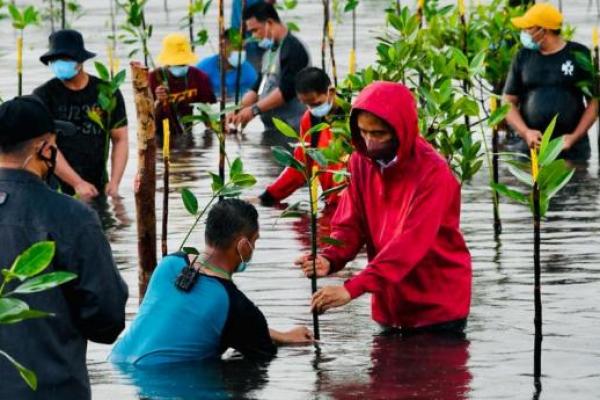 Presiden Jokowi Ikut `Nyemplung` Tanam Mangrove di Pantai Batam