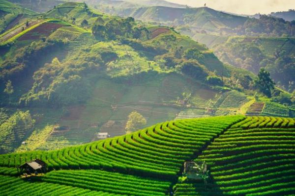 Wisata Terasering Khas Perdesaan di Indonesia
