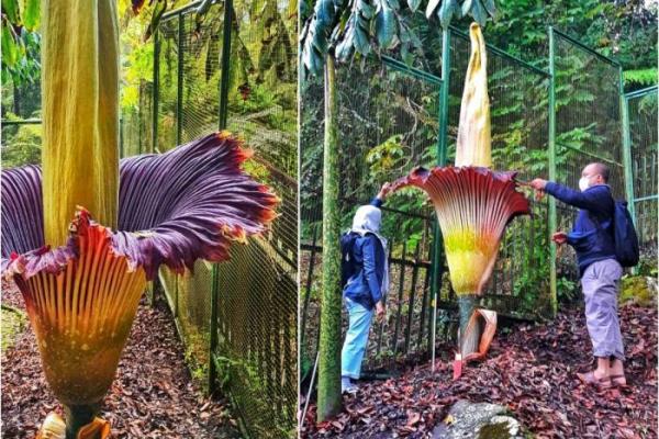 Bunga Bangkai, Amorphophallus Titanium Becc Mekar di Kebun Raya Cibodas BRIN