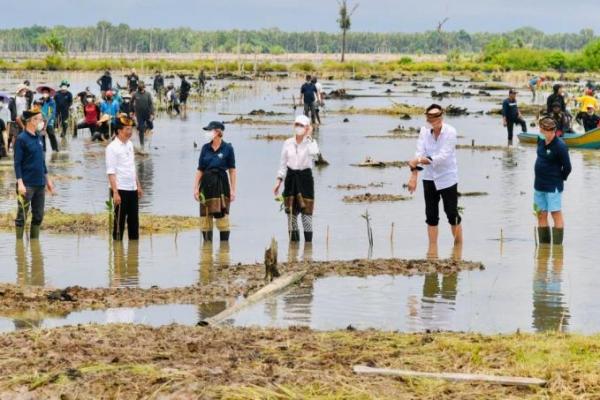 Perbanyak Hutan Mangrove, Presiden Jokowi Targetkan Rehabilitasi 600 Ribu Hektare