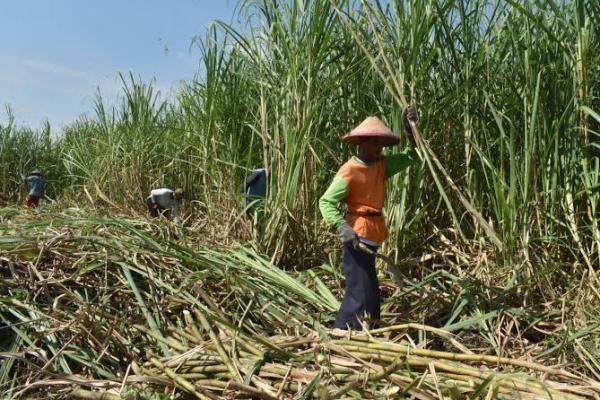 BPS: Upah Harian Buruh Tani Naik Tipis di Oktober 2021