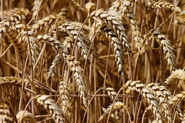 Harga Gandum Naik 50% dalam Sebulan, Dunia Pertimbangkan Beralih ke Beras