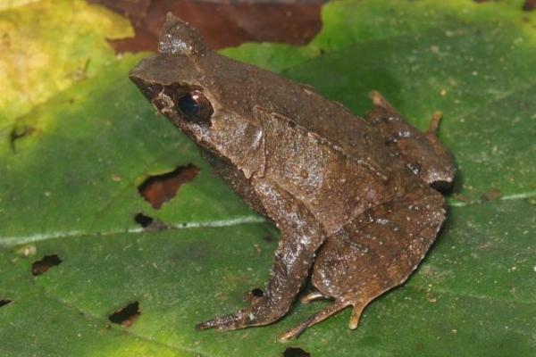 Dua Jenis Baru Katak-Tanduk Ditemukan di Pulau Sumatera